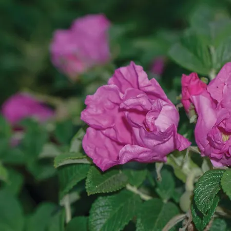 In Ostseeresort 別荘 オルペニッツ